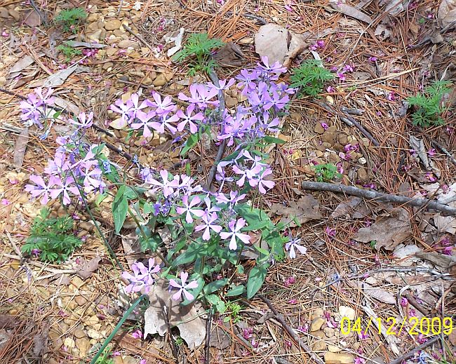 Wild Phlox
