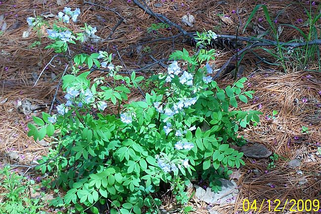 Wildflower 3