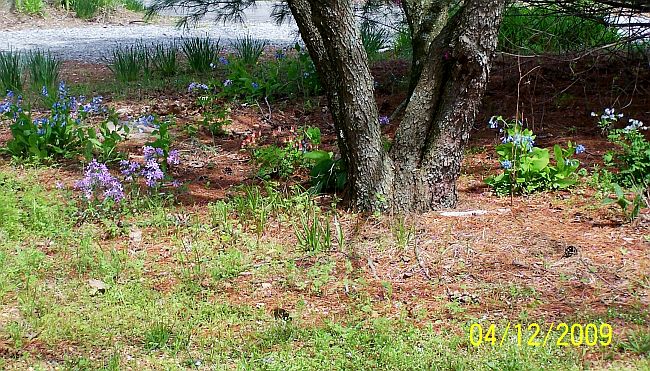 Wildflowers 1