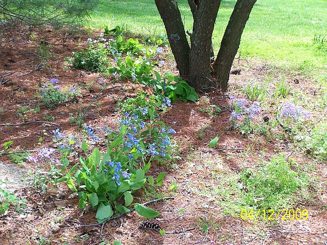 Wildflowers 2