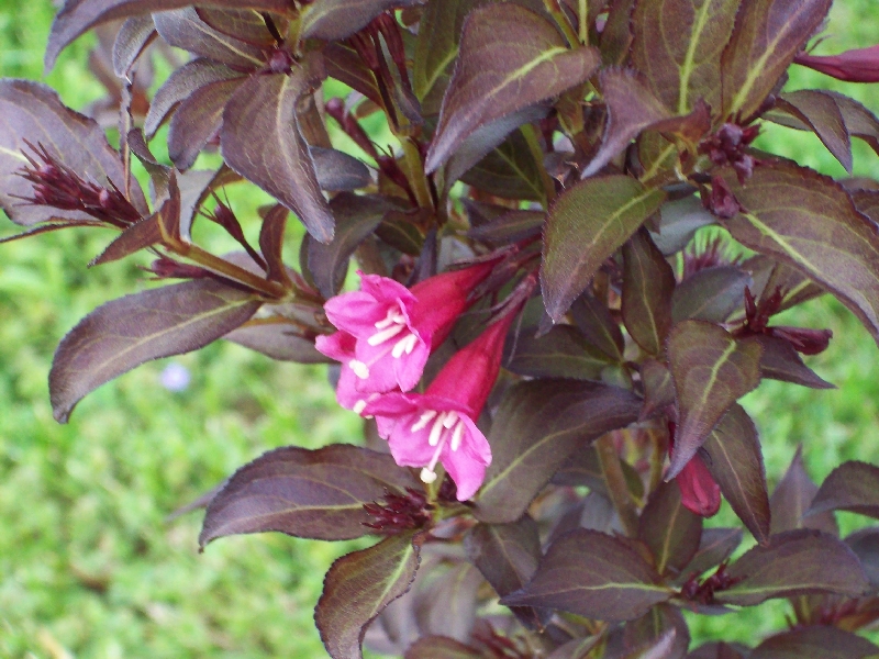 Wine & Roses Weigela