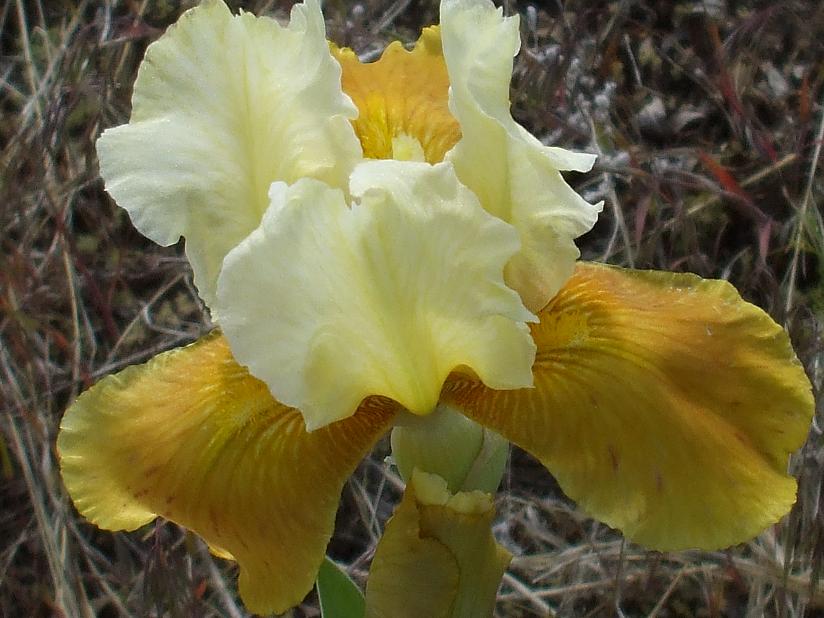 yellow and gold