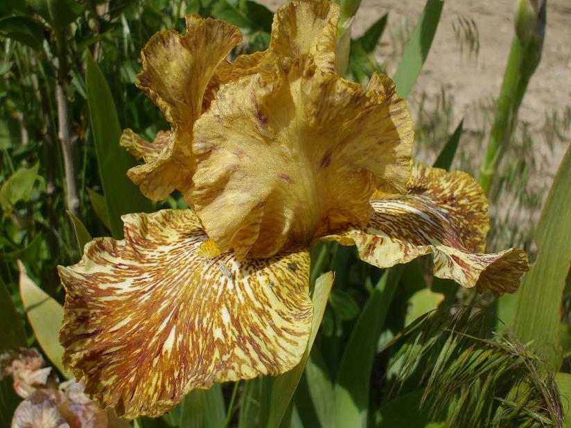 zebra iris