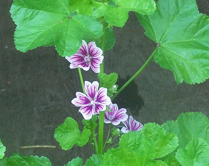 zebrina mallow 1