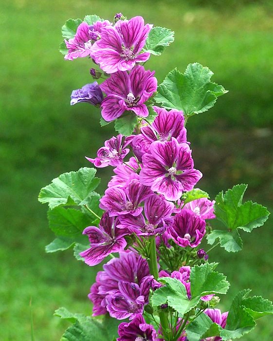 Zebrina mallow 4