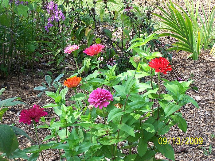 Zinnias 2
