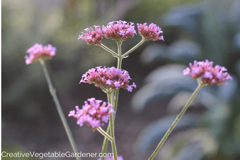 verbena flower for vegetable garden beds