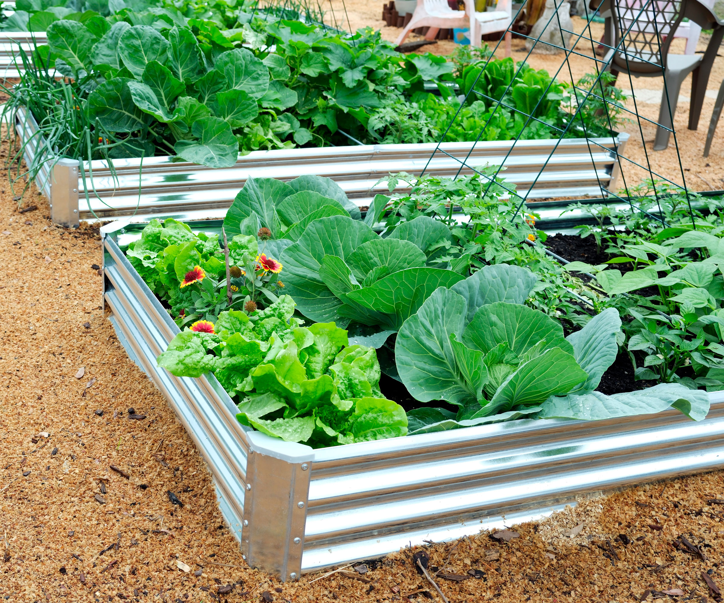 corrugated silver raised beds filled with leafy greens and flowers