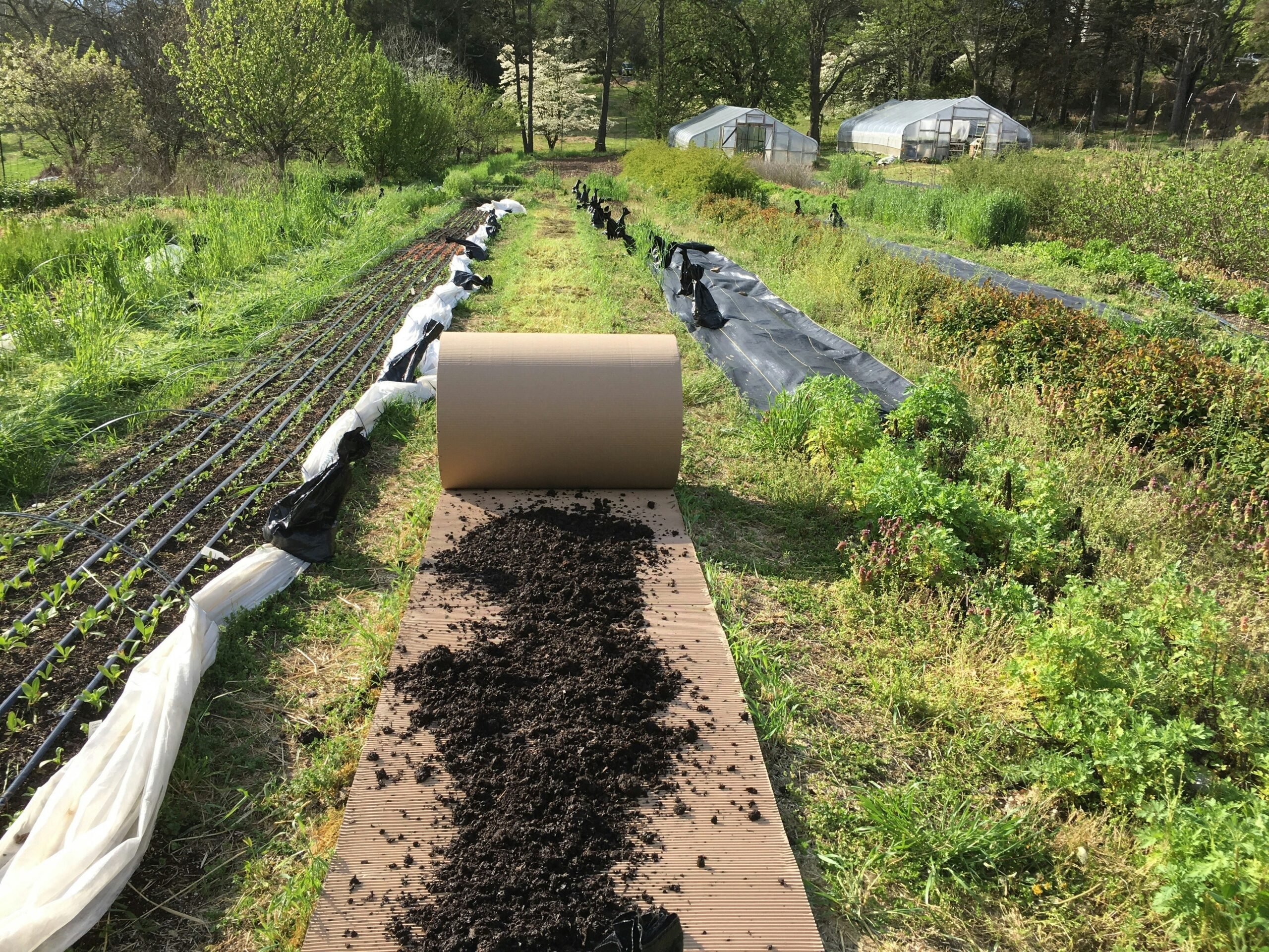 Establishing No-Till Farming Beds with the Deep Mulch System. Lessons Learned at Love 'n Fresh Flowers in Philadelphia