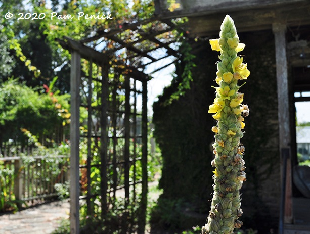 17_Mullein_flower_Trellis.jpg
