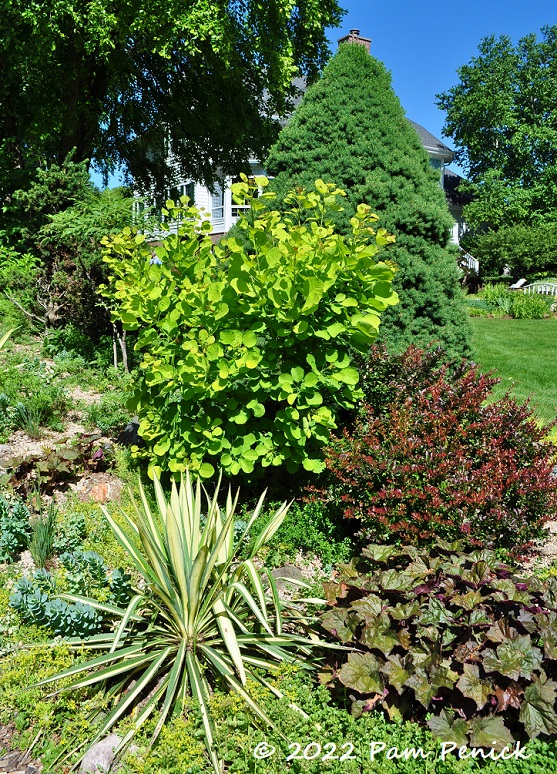 22_Yucca_Shrubs_Tree.jpg