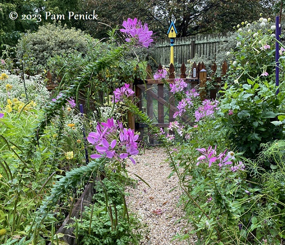 41_Cutting_garden_cleome_Birdhouse.jpg