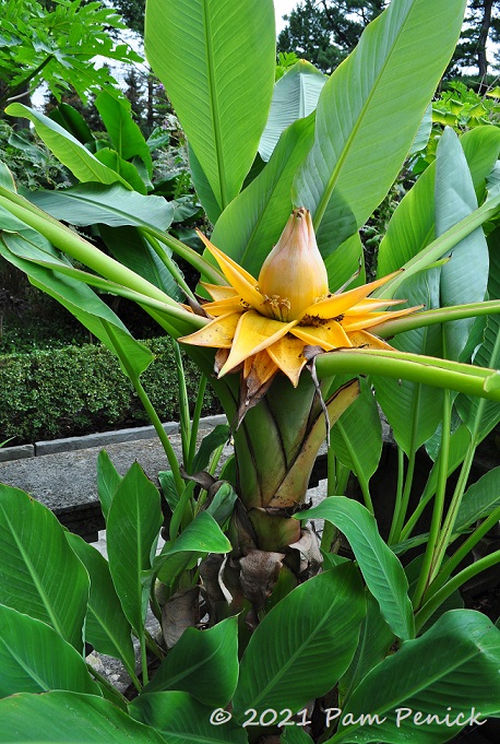 67_Tropical_leaves_yellow_flower.jpg