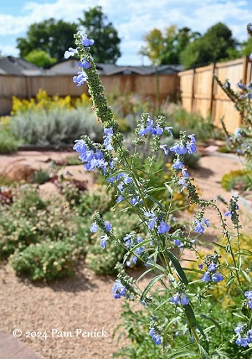 19_Blue_flowers.jpg