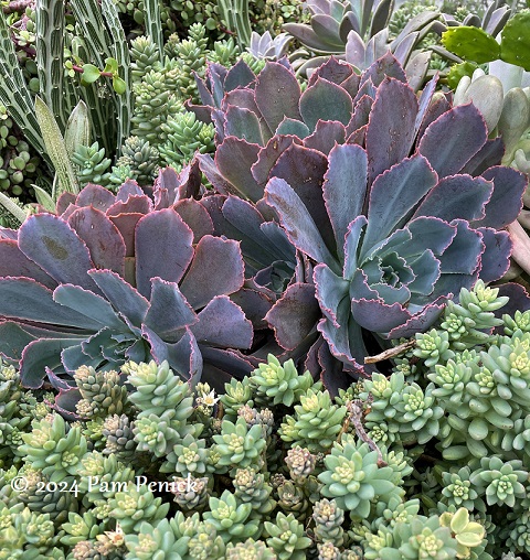 16_Succulents.jpg