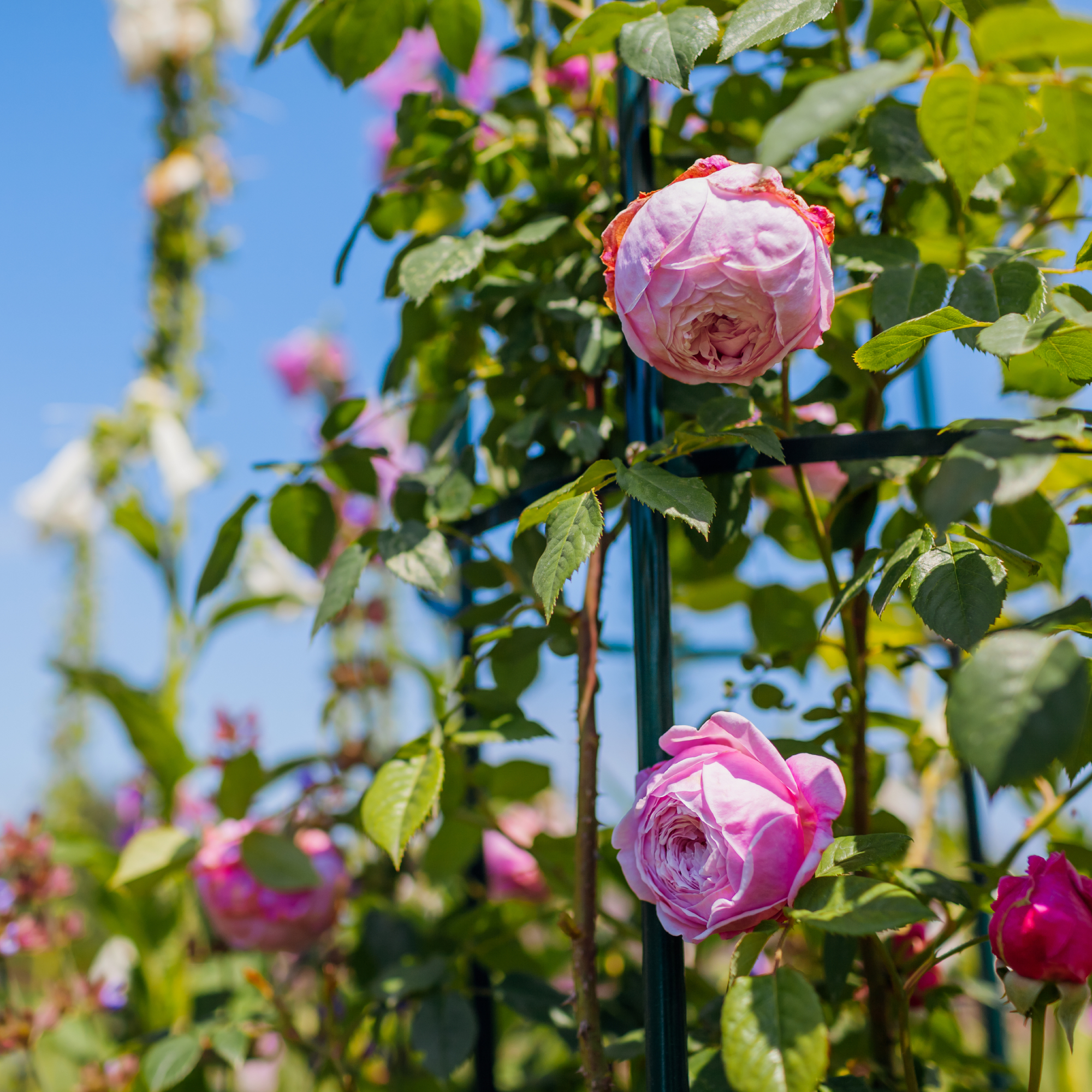 Plant supports used for roses and foxgloves to keep a summer border in shape