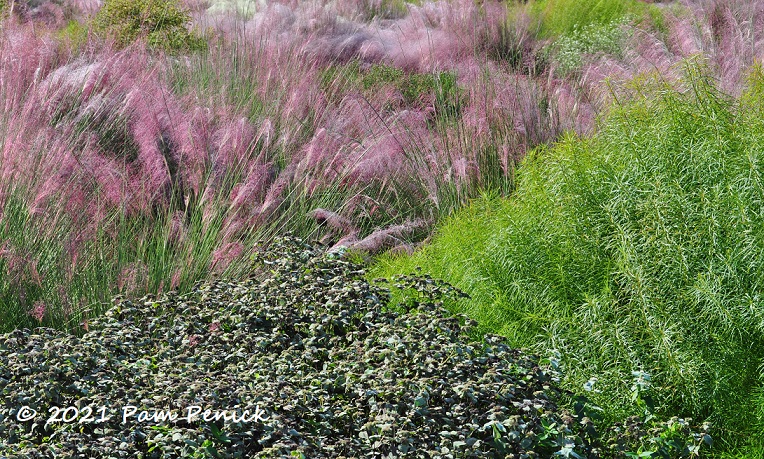 09_Pink_muhly_Meadow_plants.jpg