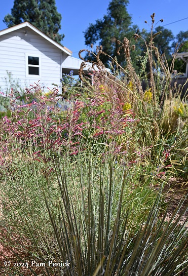 27_Agastache.jpg