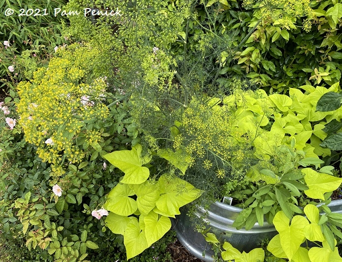 22_Dill_flower_Sweet_potato_vine.jpg