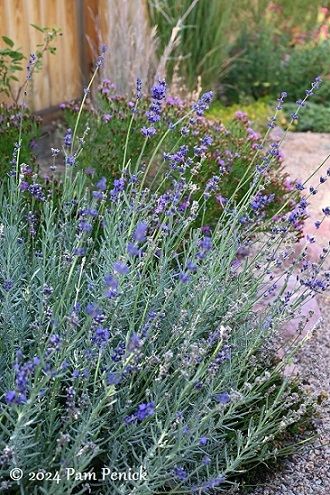 04_Lavender.jpg