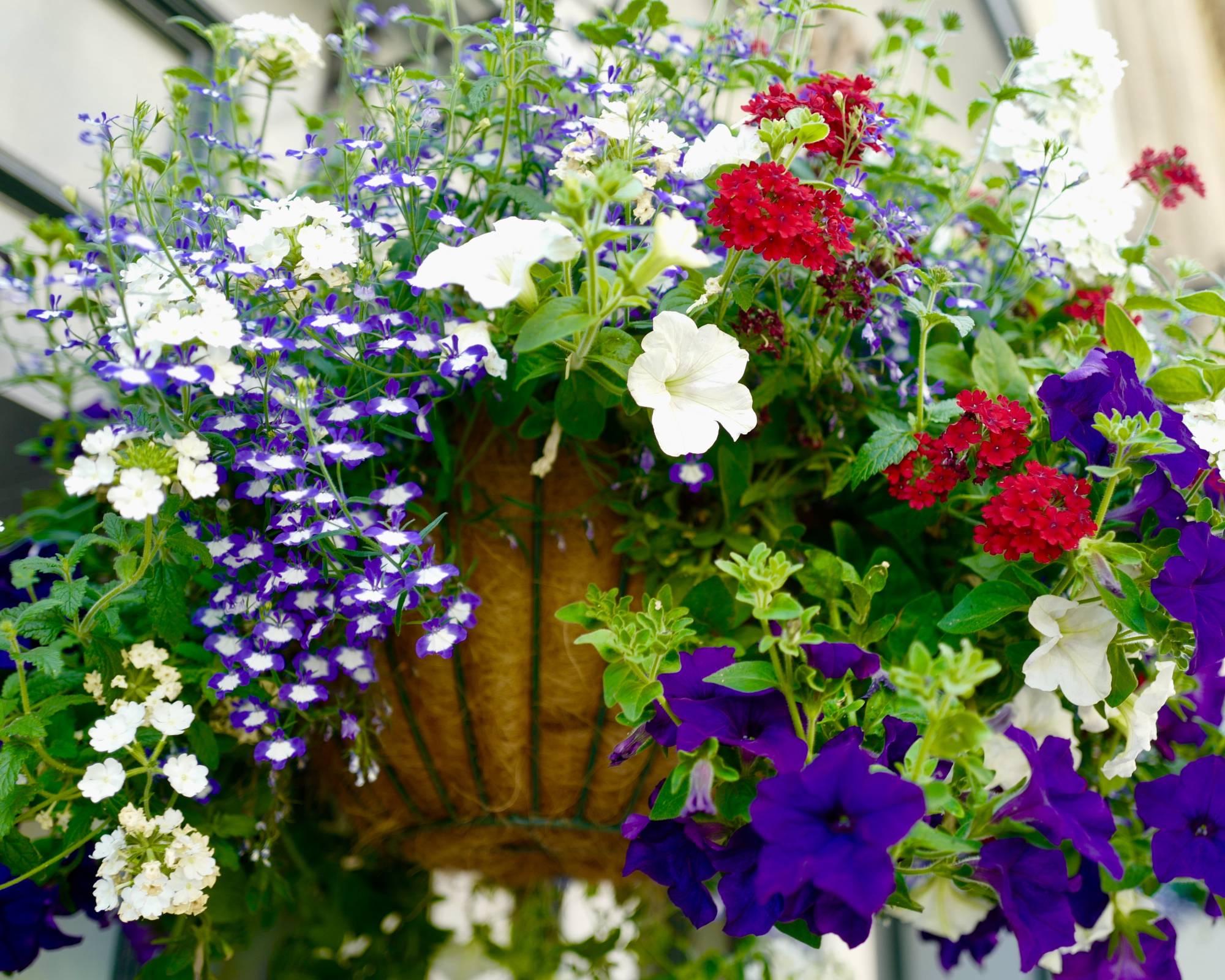 Red white and blue hanging basket