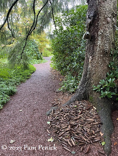 34_Fir_cones_Path.jpg