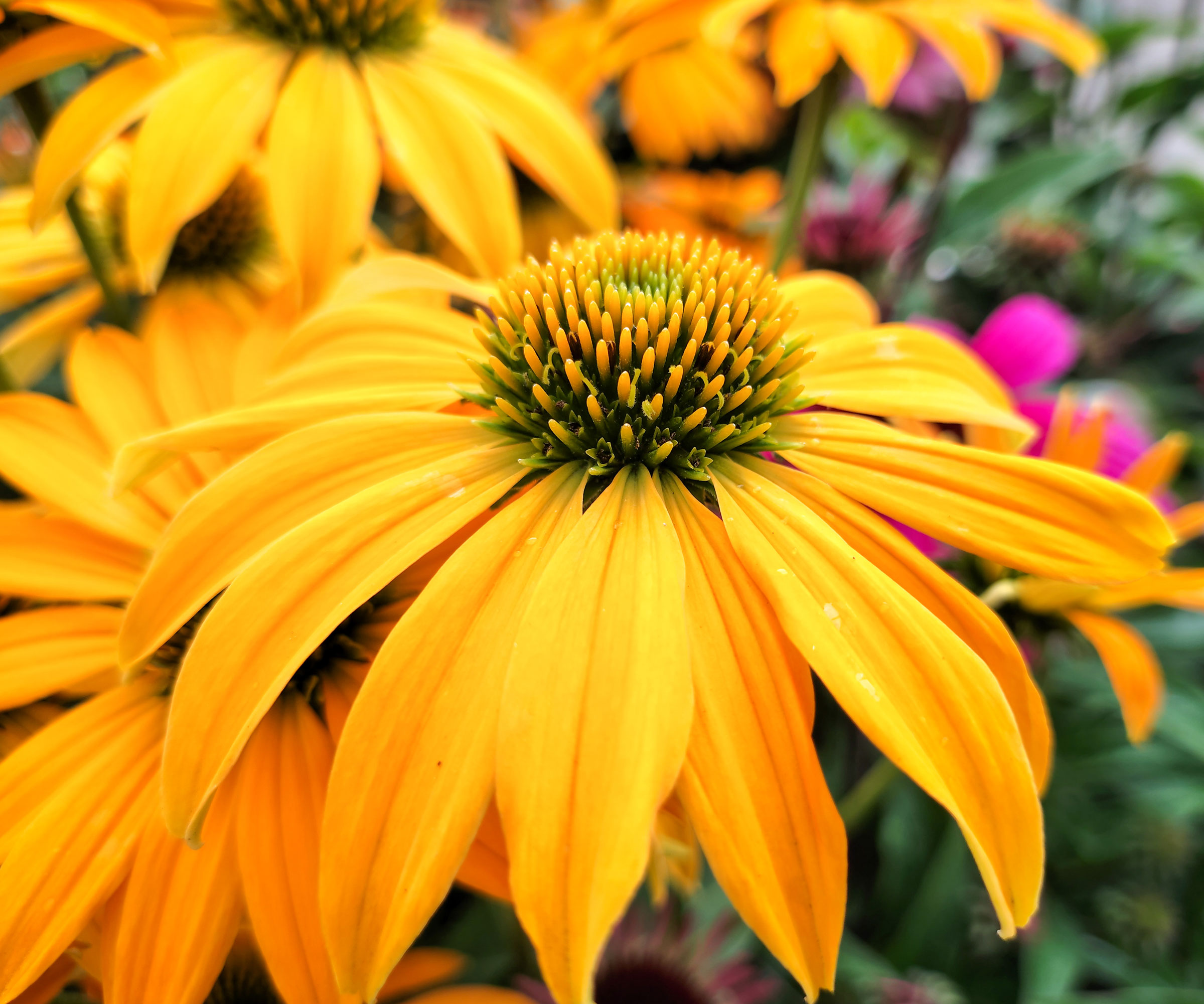 coneflower with golden yellow flowerhead
