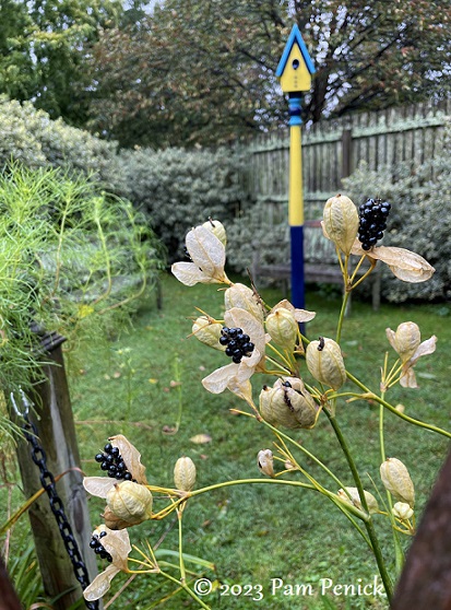 45_Blackberry_lily_Birdhouse.jpg