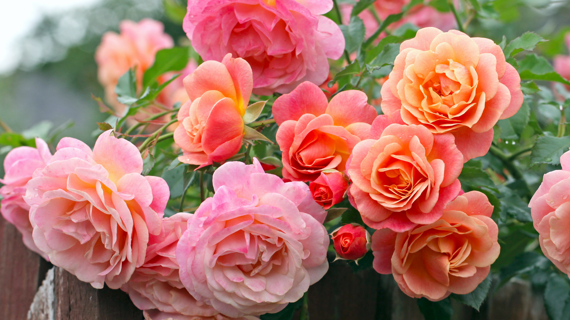 Peach and apricot pink climbing rose, rosa Peach Melba, in flower. Peach and apricot pink climbing rose, rosa Peach Melba, in flower.