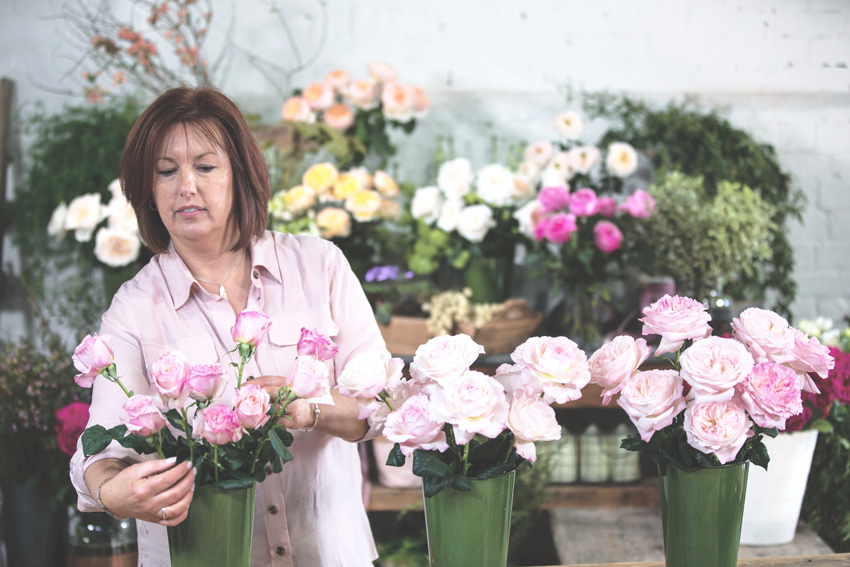 David Austin Garden Roses - Care and Handling