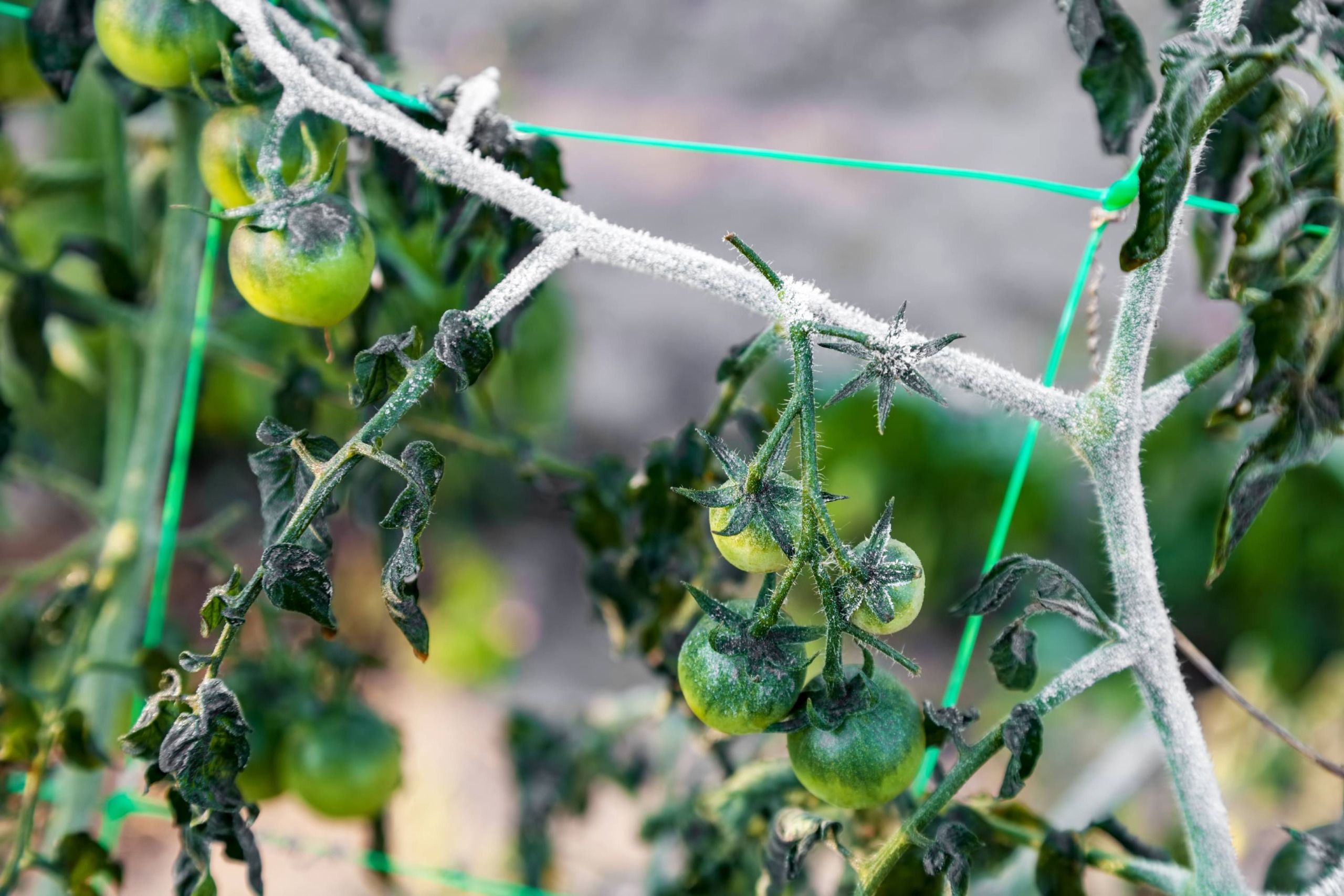frosted cherry tomato plant