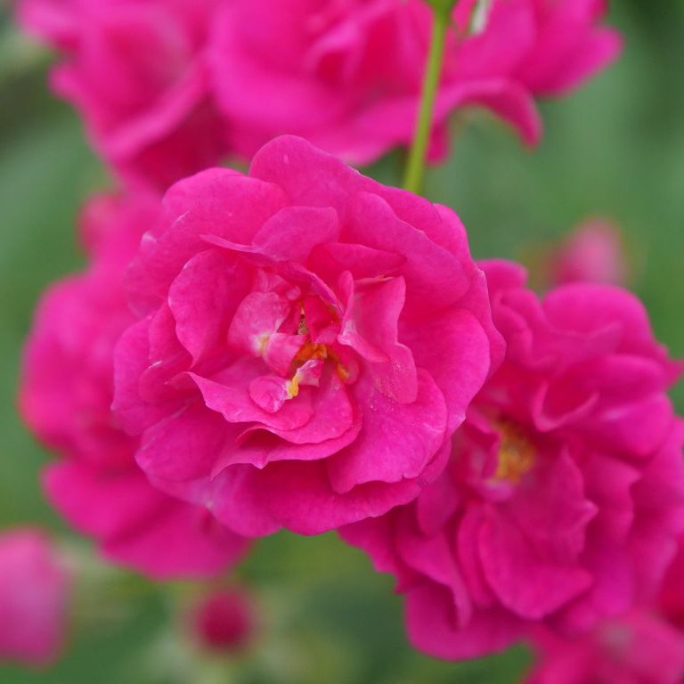 Oso Easy Peasy® Rose