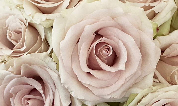 Quicksand Garden Roses