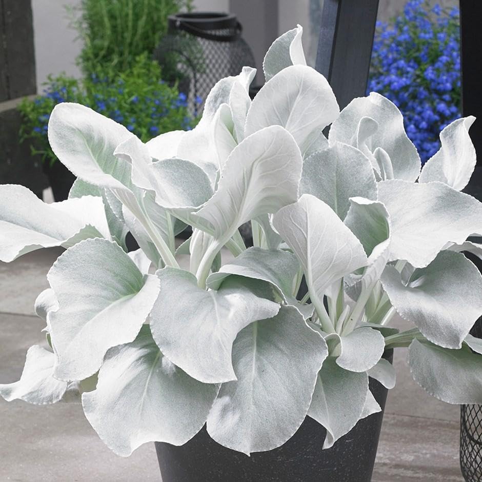 Redcrocus - Redcrocus Senecio Angel Wings- Silvery, Wing-Shaped Leaves, Drought-Tolerant, Indoor and Outdoor Succulent, Low-Maintenance, Perfect for Containers & Rock Gardens 6