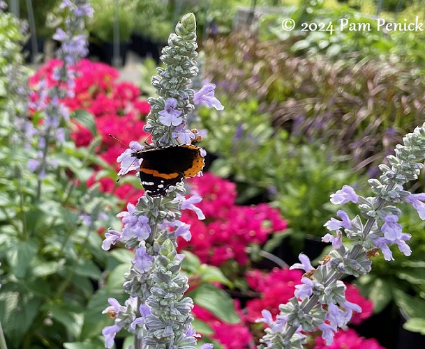 05_Salvia_Blue_Chill_Butterfly.jpg