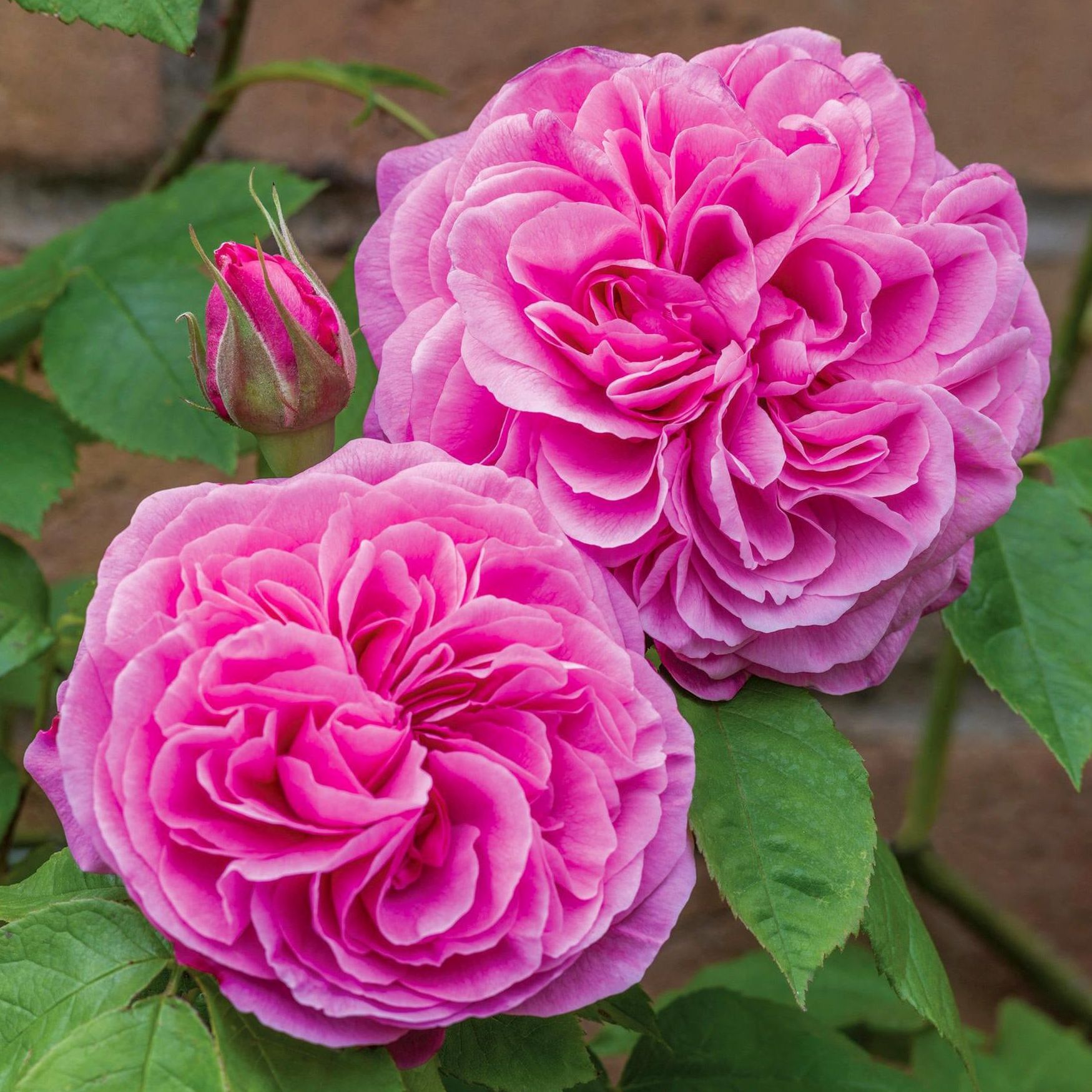 Gertrude Jekyll®