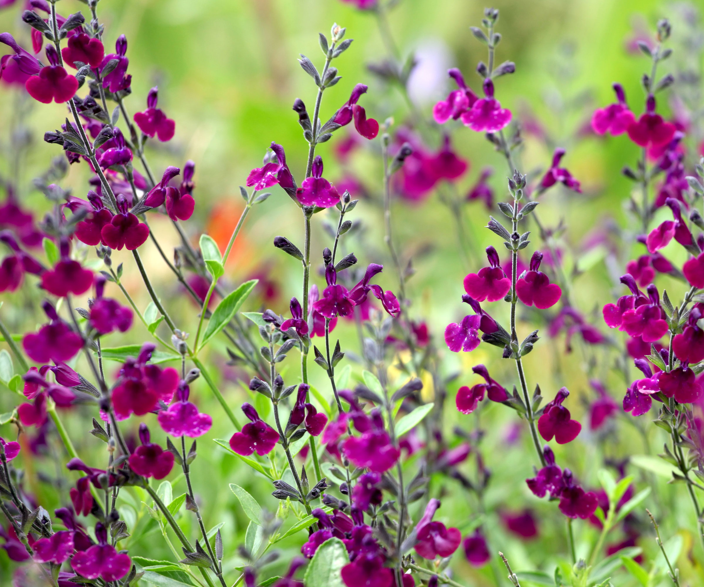 salvia plants with purple blooms