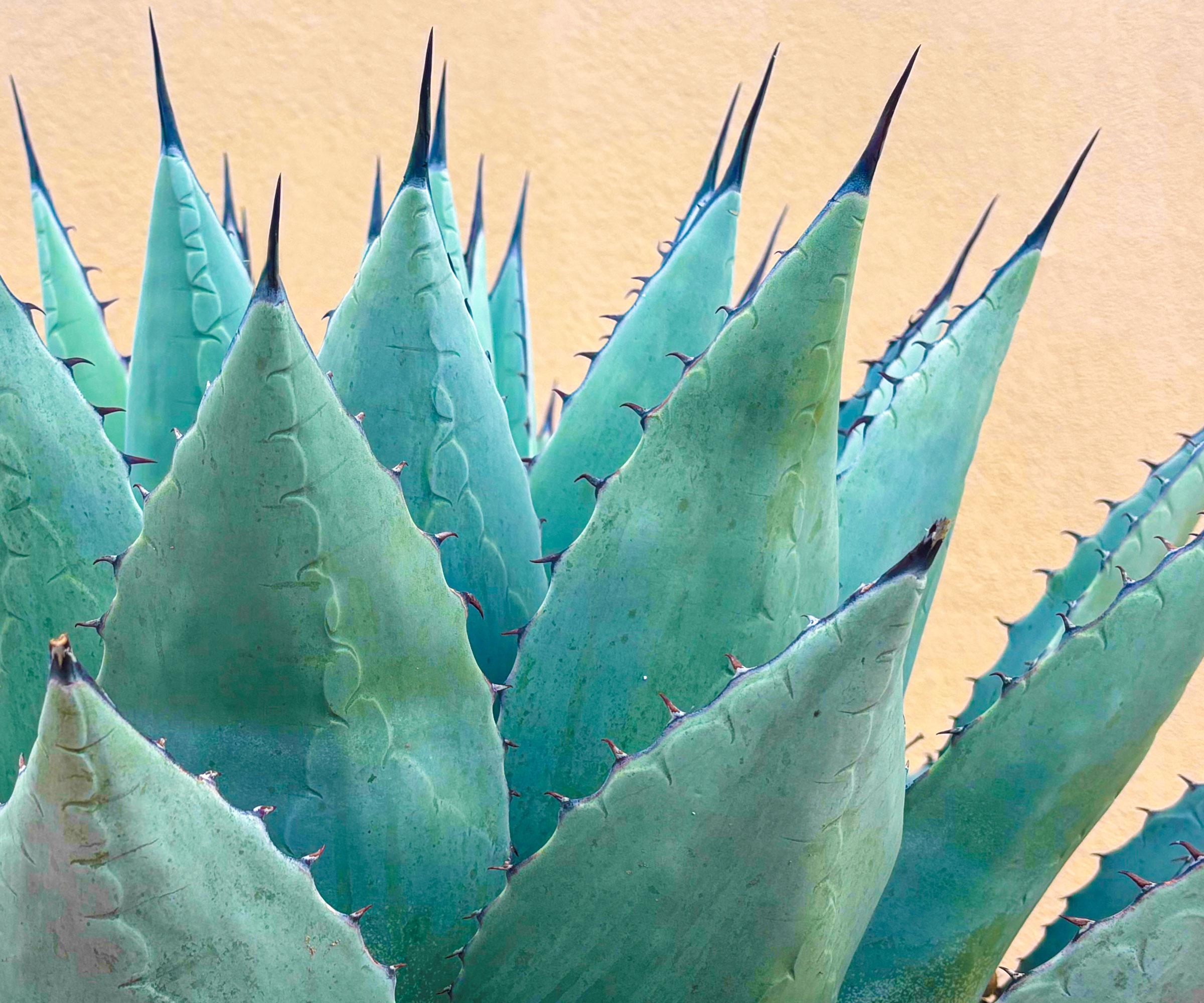 blue agave plant with pale blue spiky succulent leaves against pale terracotta background