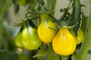 Yellow pear tomato is sweet and meaty, an heirloom from the 17th century.