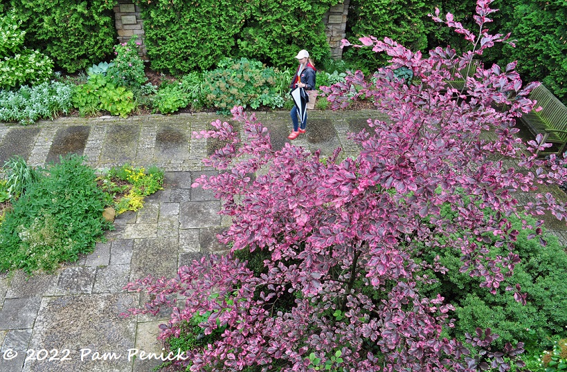 28_Pink_foliage_tree.jpg
