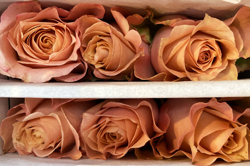 Flirty-Fleurs-Sahara-Sensation-Upon-Arrival.jpg