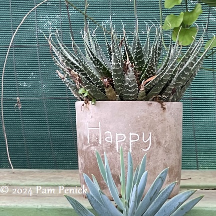 19_Succulent_pot_Happy_pot-1.jpg