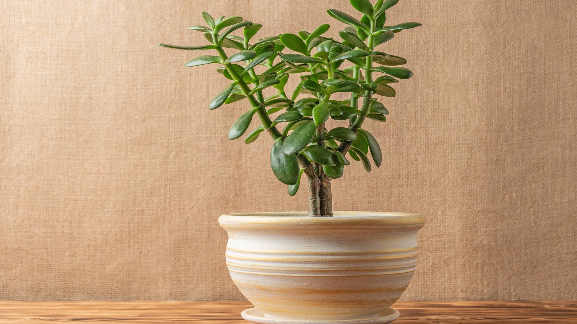 Potted jade plant against a beige canvas backdrop