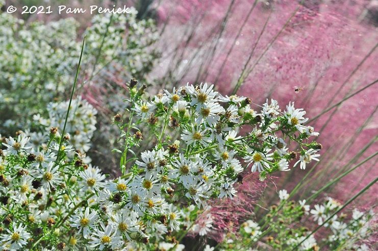 23_White_asters_Pink_muhly_grass.jpg