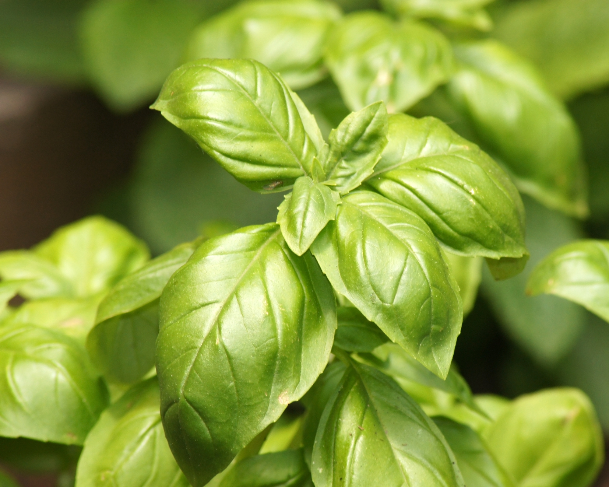 sweet basil