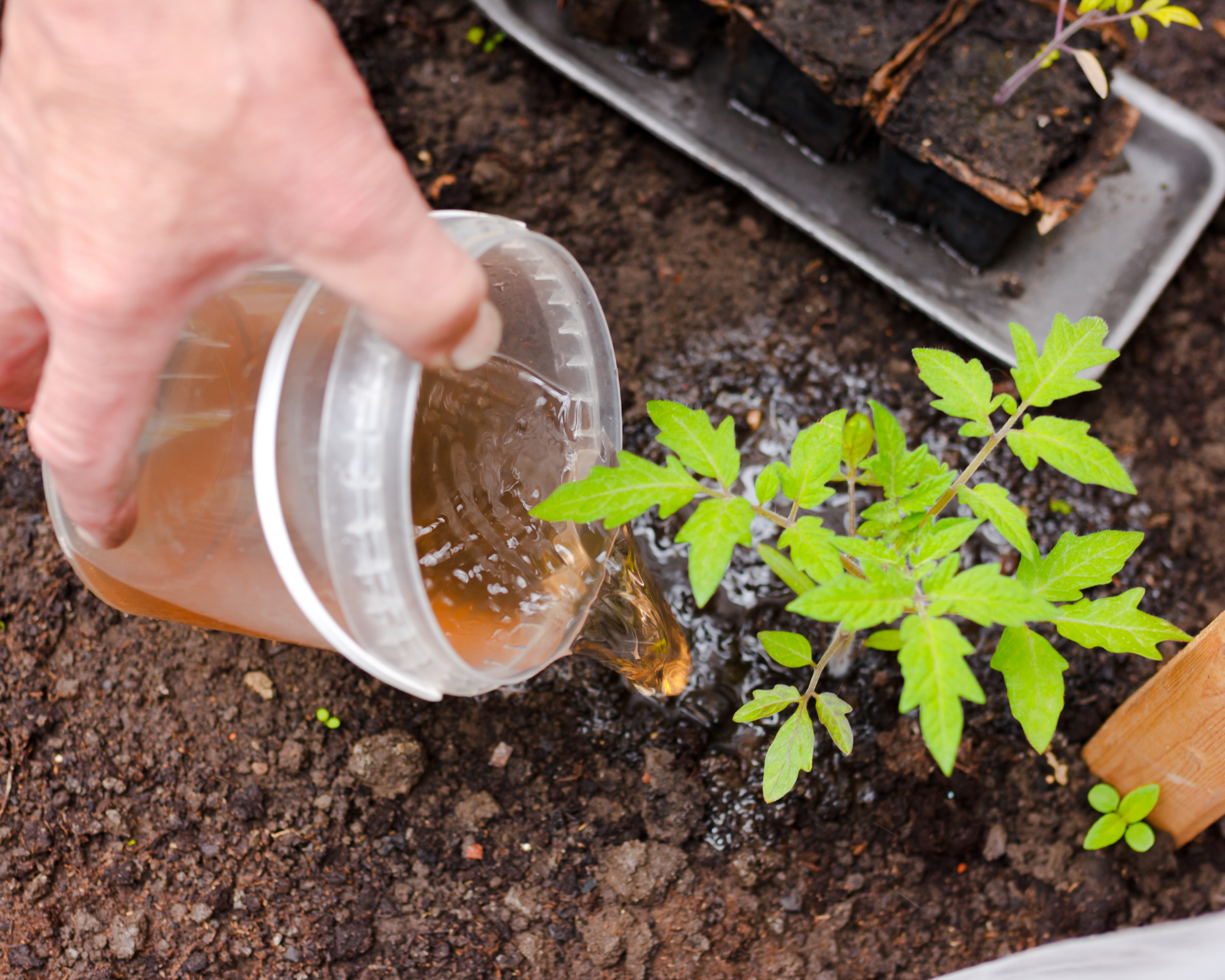 hand fertilizing tomato seedling with compost tea