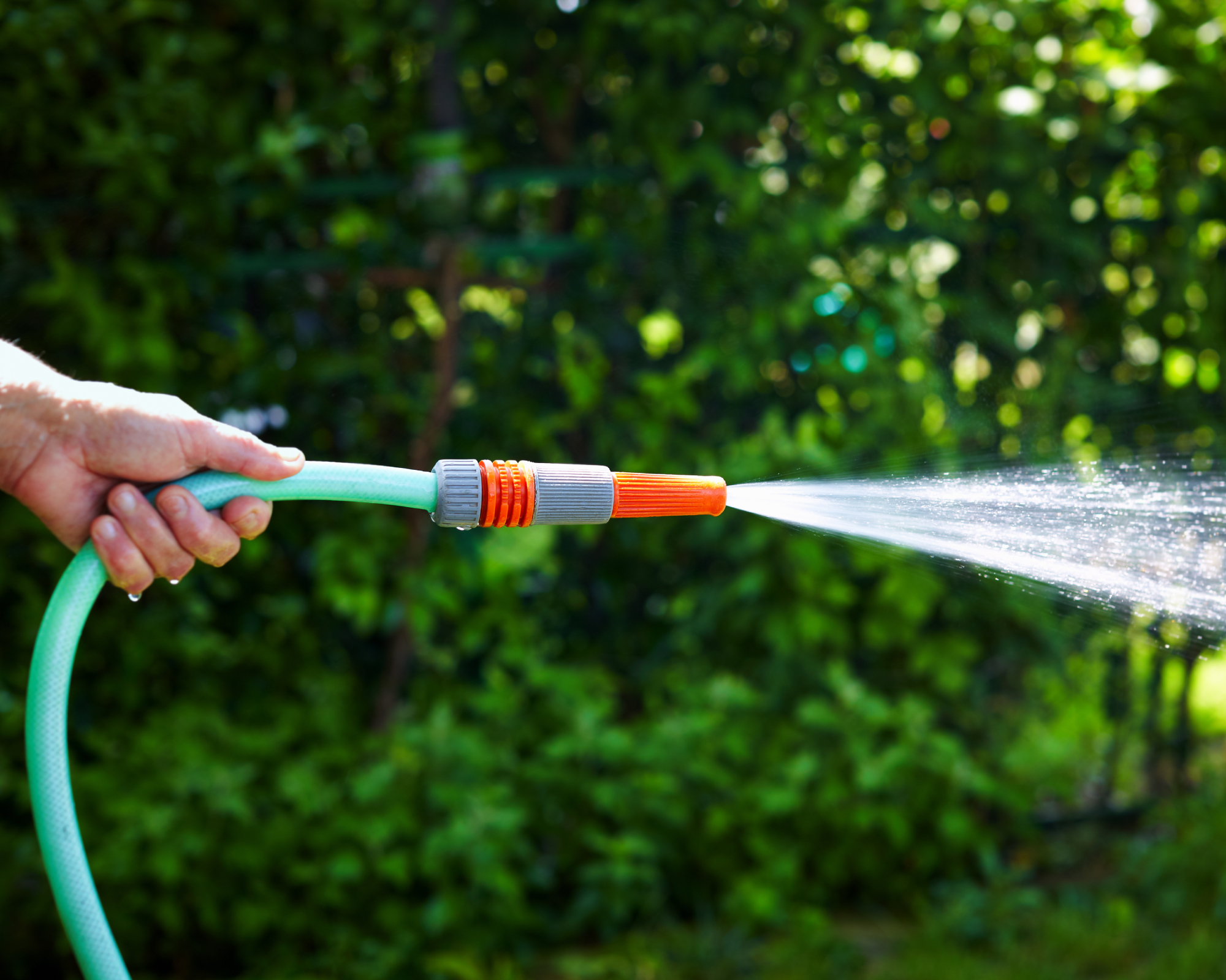 Hand holds a garden hose and watering the garden