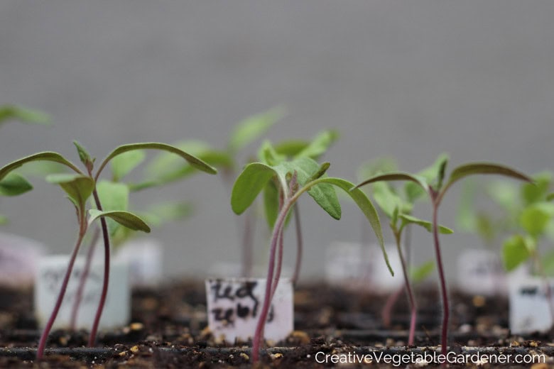 tomato seedlings outside