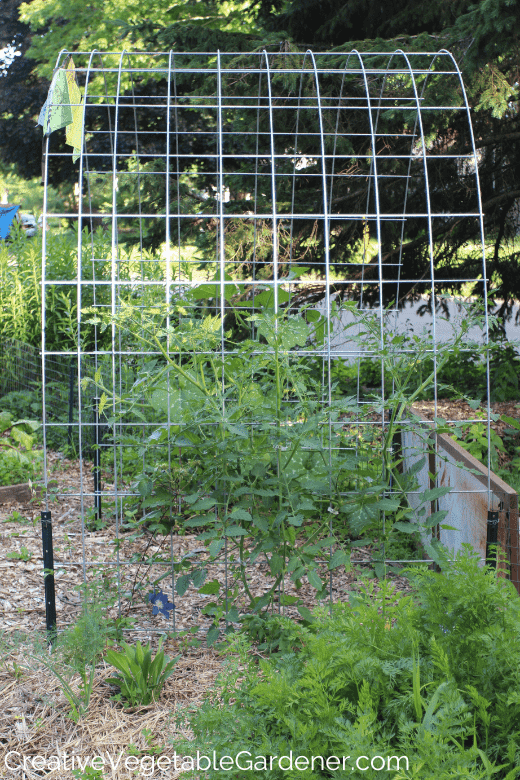 indeterminate cherry tomatoes on a trellis