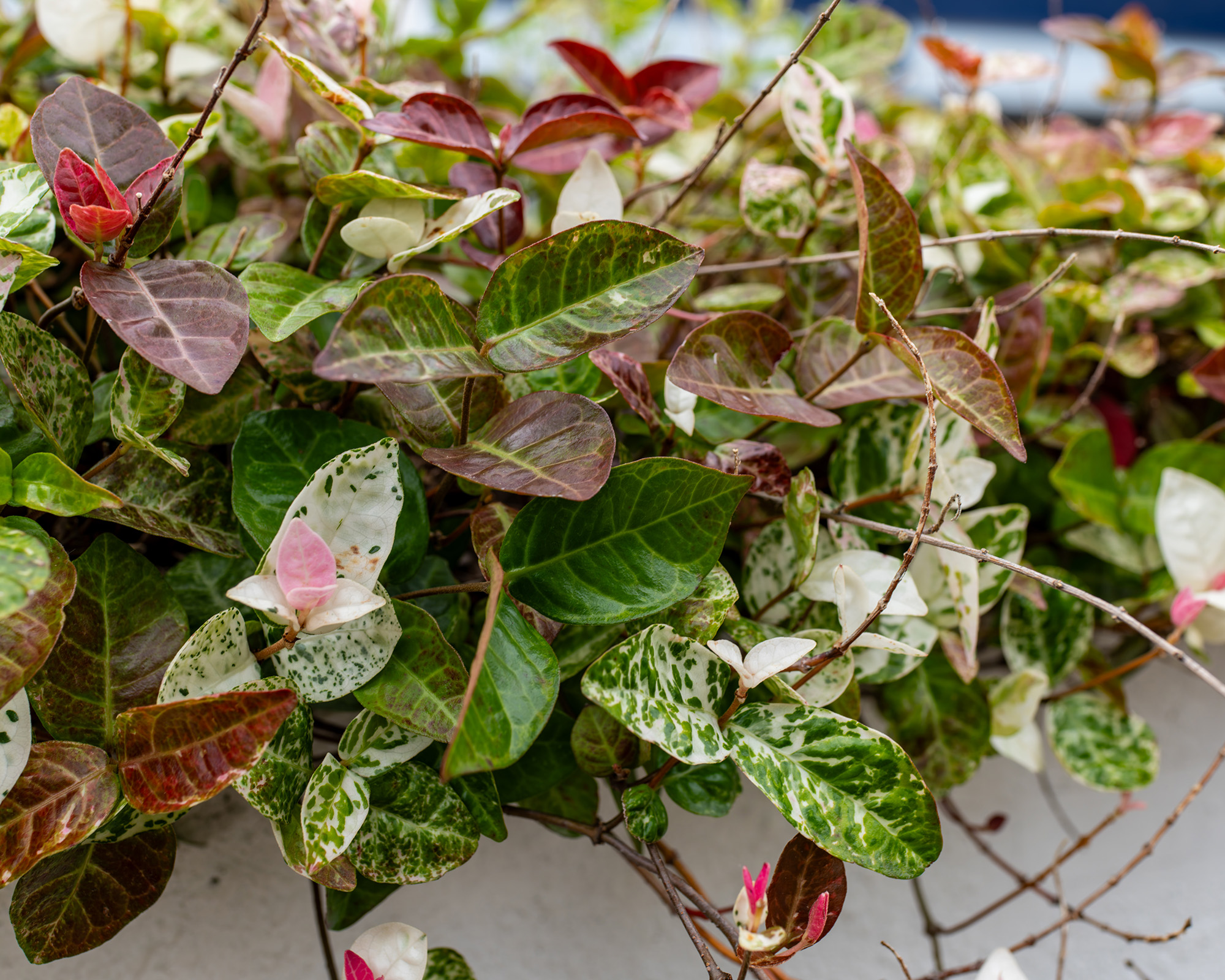 Natural Plant Background with Variegated Asiatic Jasmine Foliage